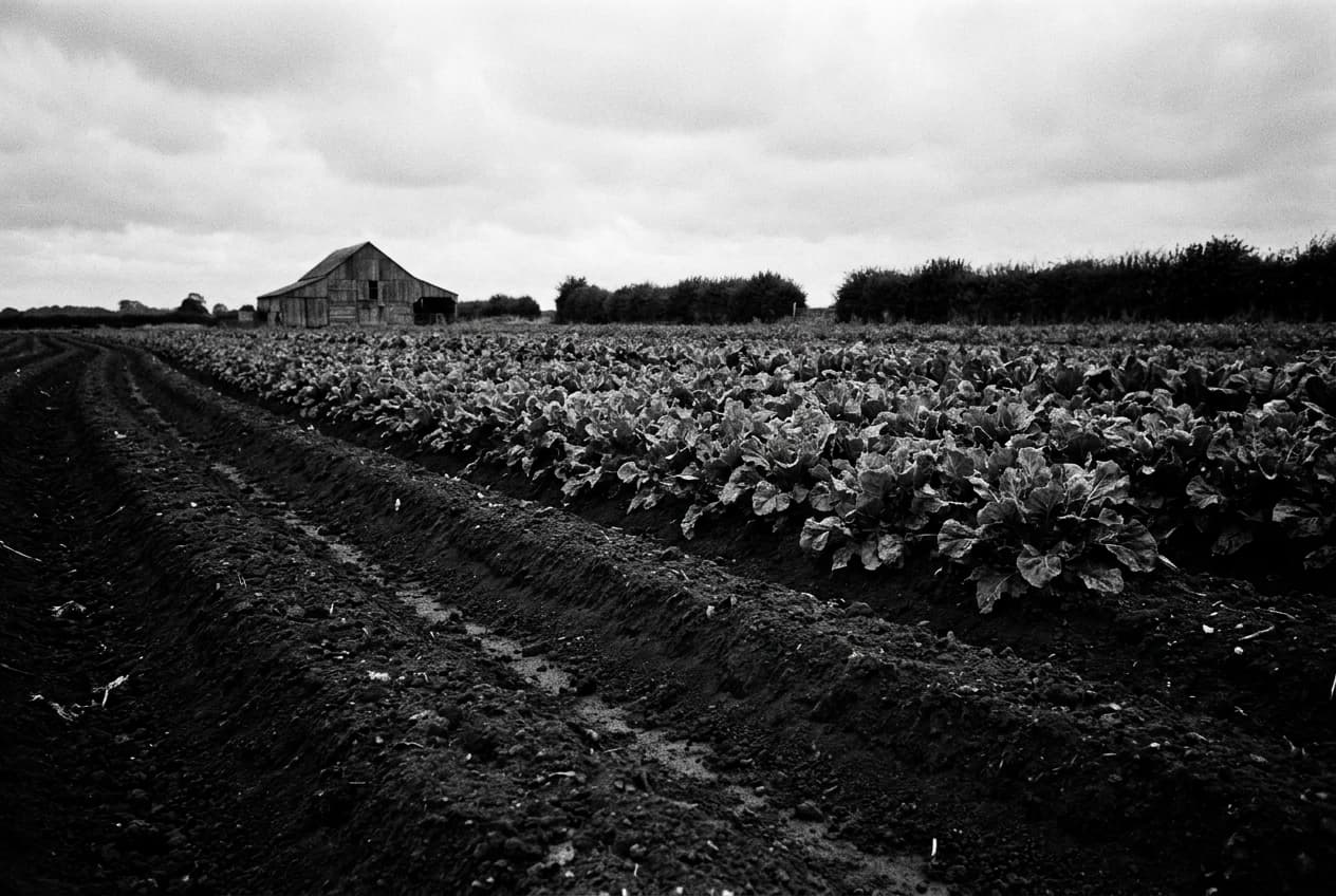 Landwirtschaft
