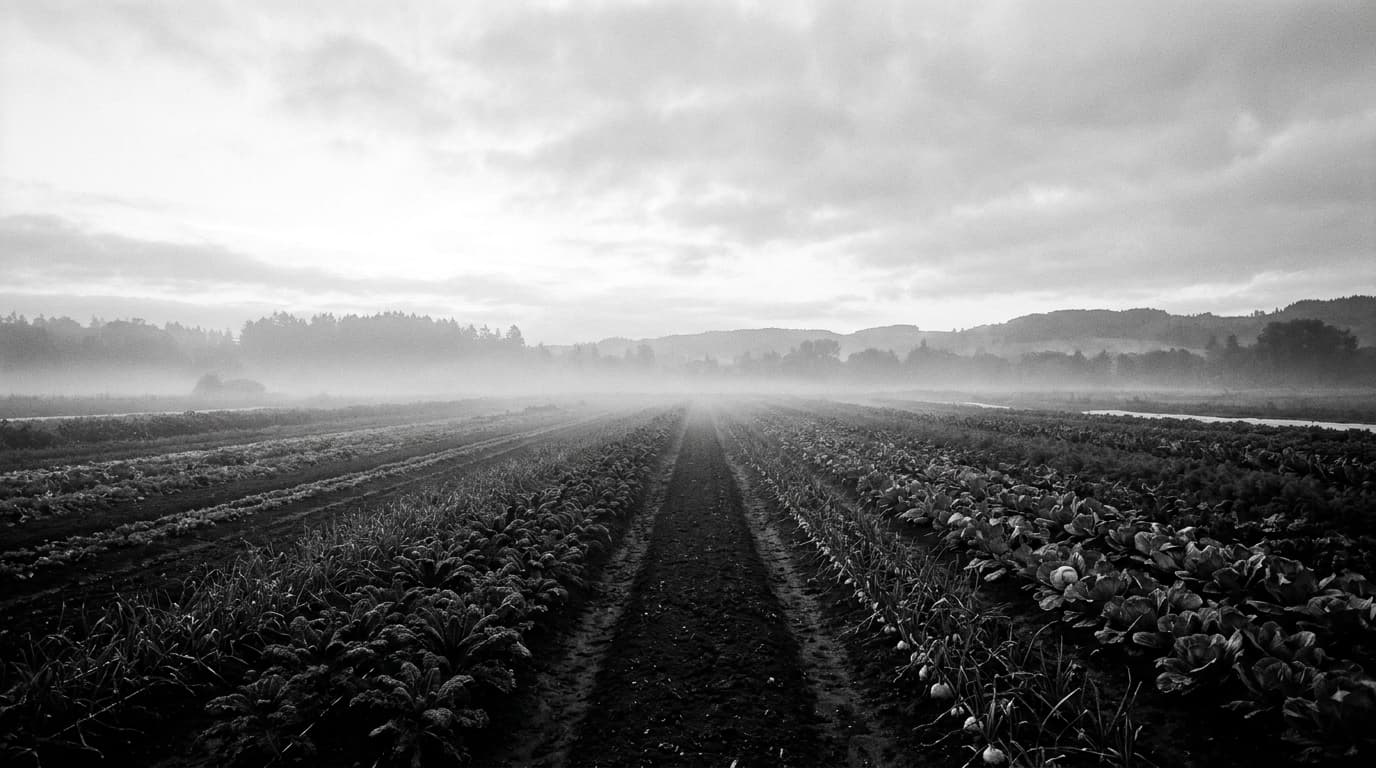 Weites sächsisches Bio-Feld im Morgennebel, lange Reihen im Acker